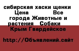 сибирская хаски щенки › Цена ­ 10 000 - Все города Животные и растения » Собаки   . Крым,Гвардейское